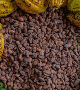 Granos de cacao